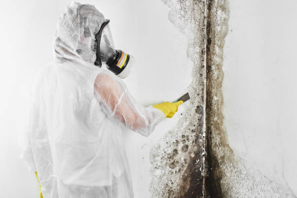 Attic Mold Removal in Inola, OK