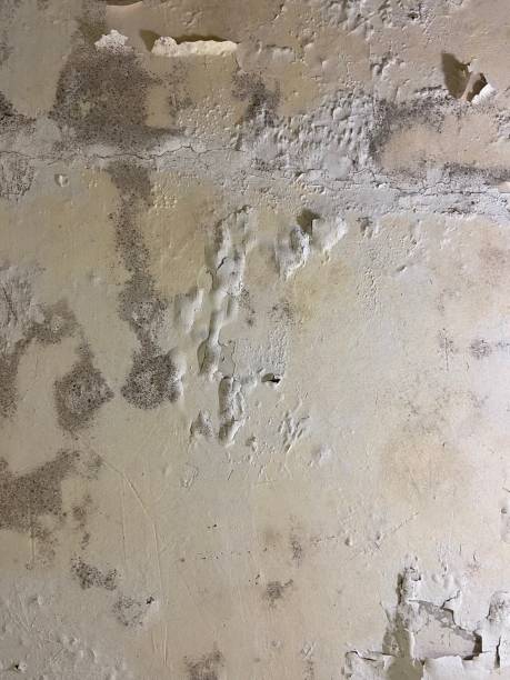 Best Attic Mold Removal  in Inola, OK